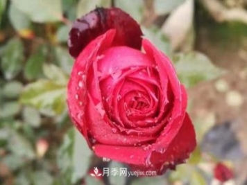 寒冬冰封時(shí) 猶有抱枝香 南陽(yáng)月季何以花開(kāi)四季？