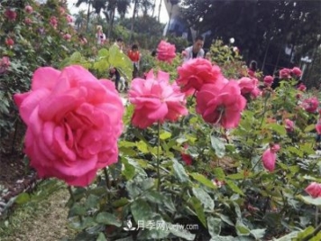 好多年沒到深圳人民公園看月季花展了，不知今年如何