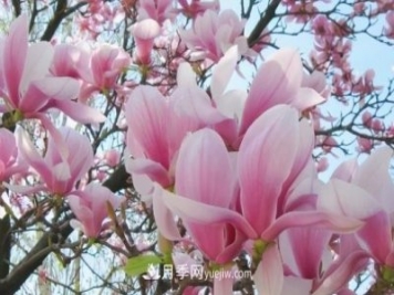 開(kāi)封：玉蘭花開(kāi)，燦爛綻放