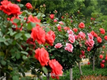 2021年月季人的狀態(tài)：面對(duì)復(fù)雜，保持歡喜