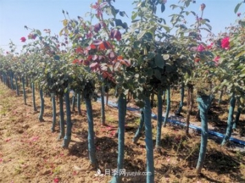 淺談怎么栽種樹狀月季？
