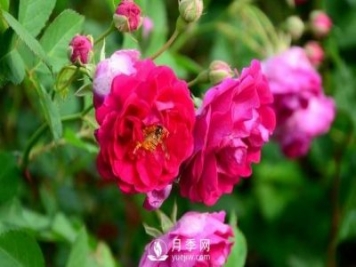 冬季該怎么修剪月季花？月季冬季修剪的要點