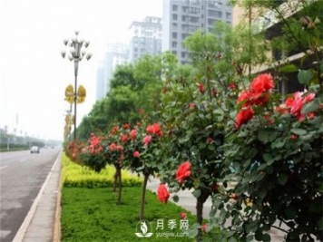樹狀月季在東北地區(qū)能否自然越冬？樹狀月季如何過冬？