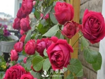 月季出現(xiàn)灰霉病怎么辦？