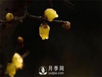 岳陽：臘梅獨自開 只為報春來