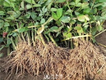 南陽月季小苗批發(fā)價格-月季嫁接苗扦插苗報價！
