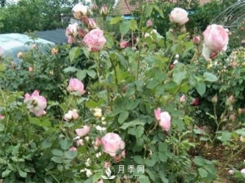 花友都喜歡的月季品種，龍沙寶石，適合做月季花門