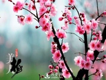 美人梅日常養(yǎng)護(hù)要點(diǎn)，大盆厚土催花艷