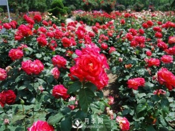 農民投資月季種植，致富前景怎么樣？