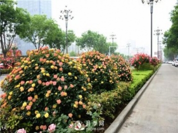 造型月季風(fēng)靡綠化行業(yè)，展現(xiàn)驚艷美化效果！