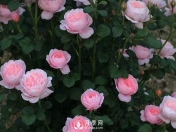 什么月季品種最有仙氣？當(dāng)屬瑞典女王月季