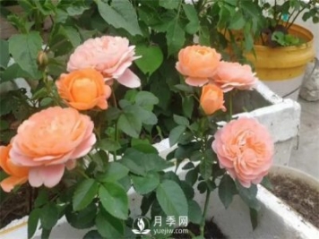 地栽的月季苗，想移栽到盆里，那么該怎么辦
