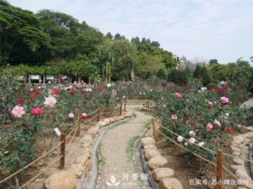 廣州“五彩繽紛”的月季花園，開滿全園，游客贊道太美了