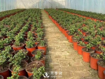 冬天必入的南陽(yáng)月季裸根苗就此結(jié)束，明年盆花月季見(jiàn)