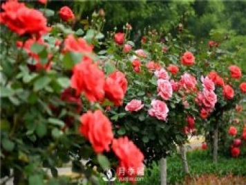 樹狀月季黑斑病的病理及防治方法是什么？