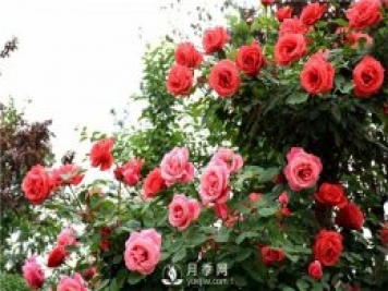 月季莖蜂和褐斑病如何防治？