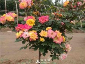 盆栽月季樹如何栽培？月季網(wǎng)告訴你