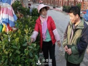 廣西巴馬：植樹造林掀高潮苗木市場(chǎng)購銷旺