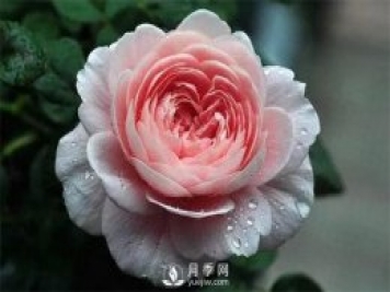 瑞典女王月季，花如其名，高貴優(yōu)雅