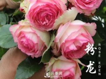 春天來了，粉龍月季什么情況下需要抹芽？