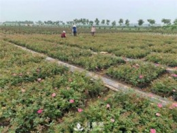 盆花月季的種植過(guò)程大家了解多少？