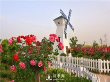 南陽樹狀月季有什么特點 養(yǎng)好盆花月季怎么做