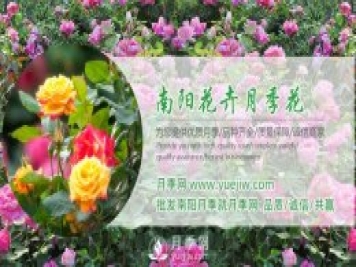 購(gòu)買大花月季苗時(shí)需要注意的點(diǎn)
