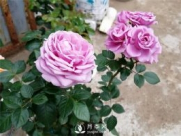 水星王陽臺(tái)月季，必須要養(yǎng)的陽臺(tái)盆栽月季花