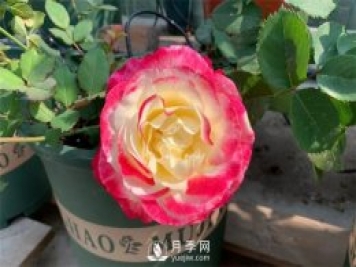 紅雙喜月季，顏色非常喜慶，名字非常俗氣