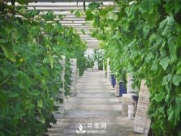 蔬菜全年種植安排計(jì)劃表：1-12月種什么菜，全都說清楚了