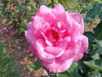 2021月季花展，深圳人民公園300多個月季品種期待……