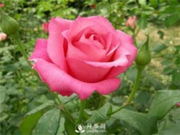 各直轄市、省會(huì)市花和市樹大全