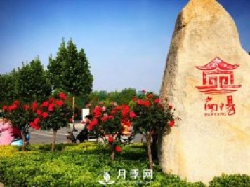 普通農民投資月季種植 前景怎么樣
