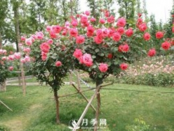 干貨！史上全面苗木嫁接方法總結(jié)