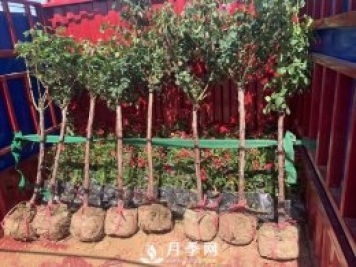 月季網(wǎng)干貨：月季樹(shù)發(fā)貨，運(yùn)輸，卸貨，栽種，養(yǎng)護(hù)必看