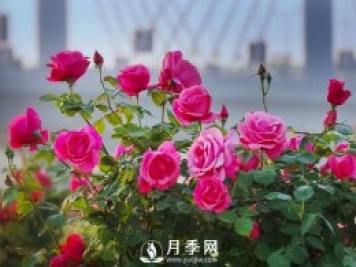 月季，竟有這般豐富的綠化應用造景