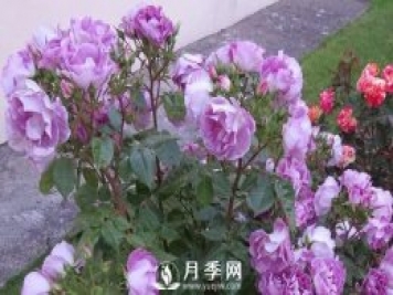 網(wǎng)紅花藍(lán)色妖姬和藍(lán)玫瑰一樣嗎？ 你更喜歡哪一個呢？