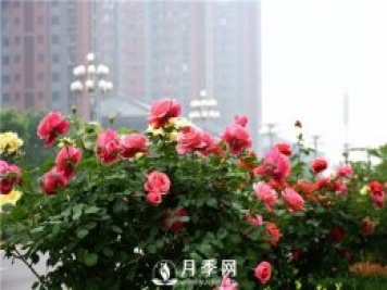 樹(shù)狀月季、豐花一、地被月季：園路景觀“多變手”