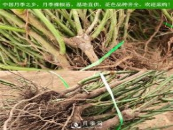 月季裸根苗，小高桿月季和3公分月季樹發(fā)往陜西
