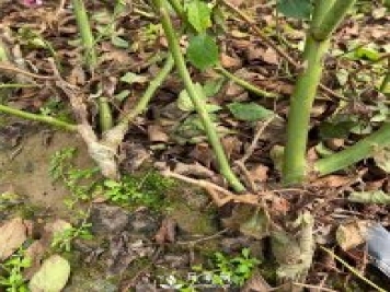 南陽(yáng)裸根月季苗的整地與種植
