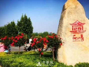 香飄神州，南陽月季努力實現(xiàn)月季產(chǎn)業(yè)轉(zhuǎn)型升級