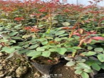 南陽石橋2021年營養(yǎng)缽月季苗上市，工程采購正當時