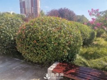 南陽(yáng)紅葉石楠怎樣修剪成球？
