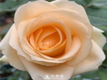 蜜桃雪山月季，杏黃色切花月季，溫柔有你