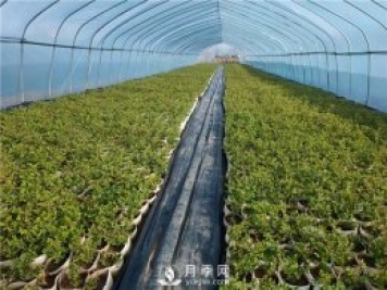 月季該如何緩苗你知道嗎？(花友的經(jīng)驗總結(jié))