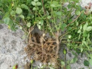 裸根的月季該如何種植？南陽(yáng)大田月季基地告訴你