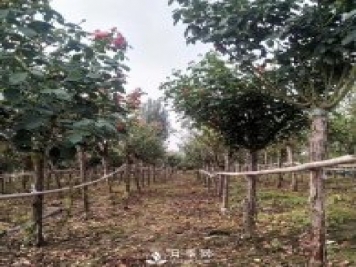 南陽(yáng)月季之鄉(xiāng)，全國(guó)月季中心，批發(fā)品種齊全