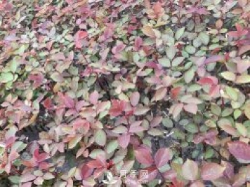 南陽月季小苗3月長勢茁壯，4月進入上市售賣期