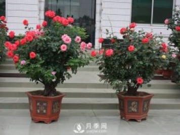 樹樁盆景的制作方法，樹樁盆景月季制作教程