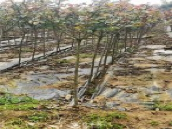 南陽小青桿月季批發(fā)，品種豐富花色多